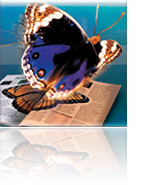 Adobe InDesign version 1 icon from 1999.